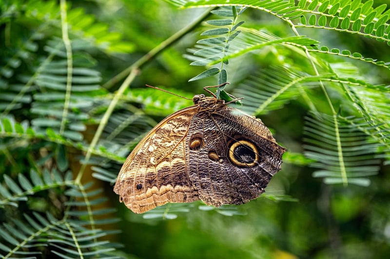 Butterfly Conundrum